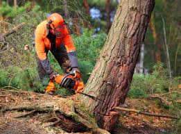 Meadowbrook, CA Tree Services Company