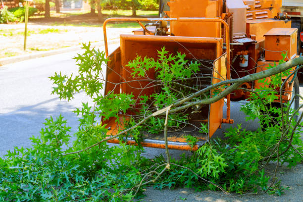 Leaf Removal in Meadowbrook, CA