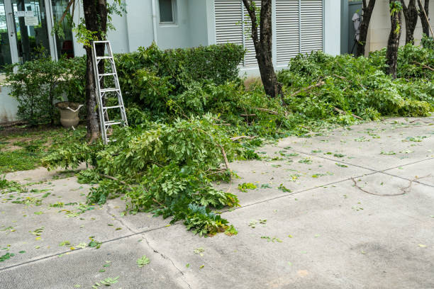 Best Stump Grinding and Removal  in Meadowbrook, CA