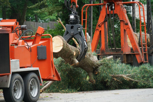 Best Lawn Pest Prevention  in Meadowbrook, CA